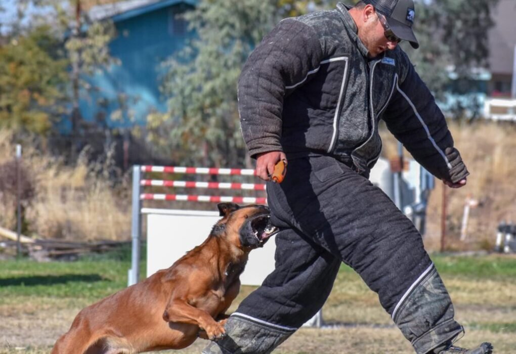 Private Dog Training Lessons