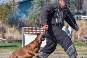 Private Dog Training Lessons