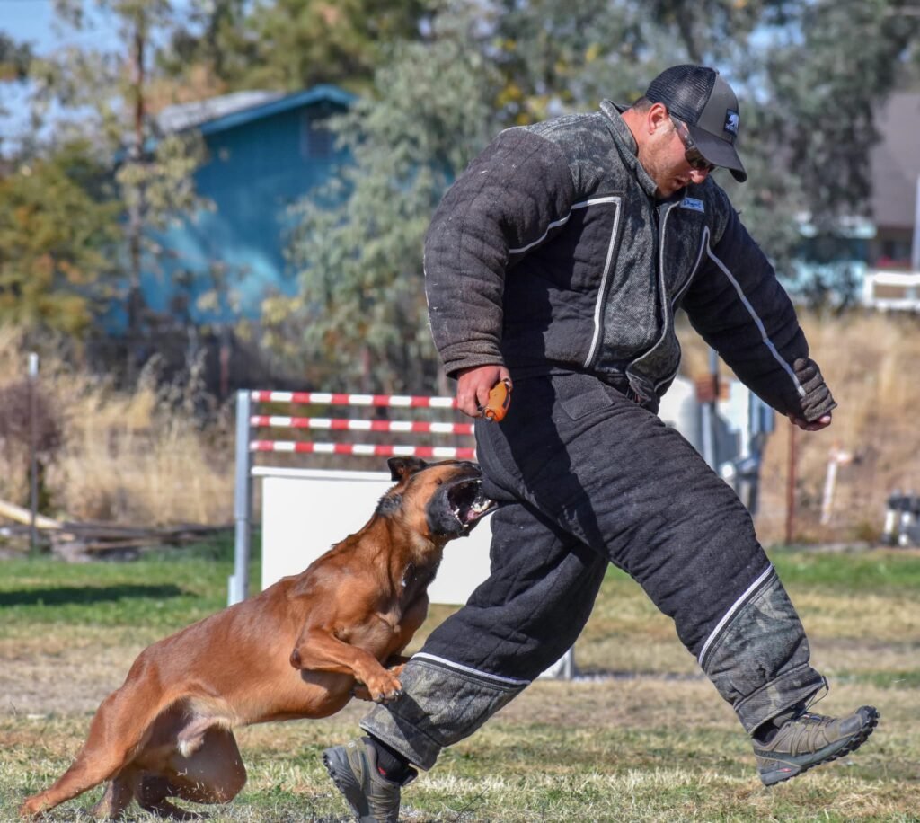 Private Dog Training Lessons